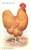 Image 1 - BUFF ORPINGTON COCK