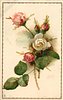 Image 1 - one white & four pink roses
