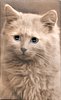 Image 1 - cat looking slightly left