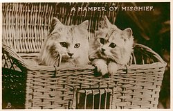 A HAMPER OF MISCHIEF