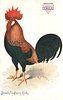 Image 5 - BROWN LEGHORN COCK