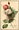 Image 3 - one white & one red rose, one bud