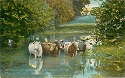 WHERE IN THE EMBOWER'D TRANSLUCENT STREAM THE CATTLE SHUN THE SULTRY BEAM