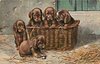 Image 1 - MASTIFF PUPS three puppies in a basket with two sitting on the floor in front of the basket, hay on floor