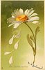 Image 1 - JE T'AIME MOINS five petals fall from daisy