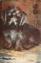 DANDIE DINMONT TERRIER