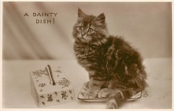 A DAINTY DISH