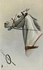 Image 1 - head of white horse looking left, wheel & whip below