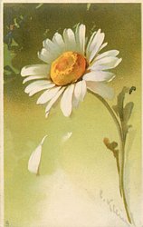 MARGUERITES 1 petal falls