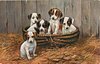 Image 1 - FOXTERRIER PUPS