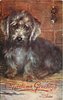 Image 3 - DANDIE DINMONT TERRIER