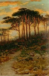 many pine trees silhouetted against the sky, path from lower left to center middle