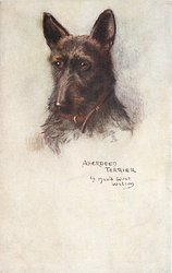 ABERDEEN TERRIER
