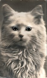 cat looking straight ahead