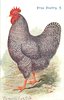 Image 3 - PLYMOUTH ROCK COCK