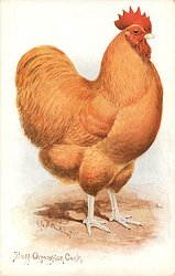 BUFF ORPINGTON COCK