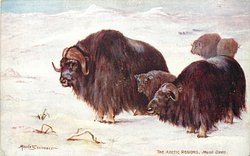 MUSK OXEN