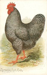 PLYMOUTH ROCK COCK