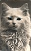 Image 1 - cat looking straight ahead