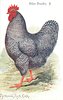 Image 1 - PLYMOUTH ROCK COCK