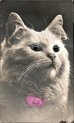 cat pink bow looking right/up
