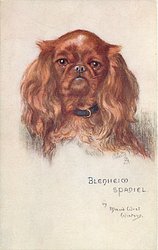 BLENHEIM SPANIEL