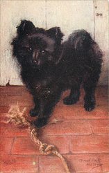 POMERAINIAN PUPPY