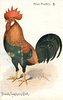 Image 2 - BROWN LEGHORN COCK