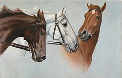 grey/white between light and dark brown