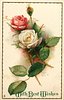 Image 1 - one white & one red rose, one bud
