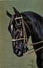 Image 1 - black facing left, double bridle and brown/white browband