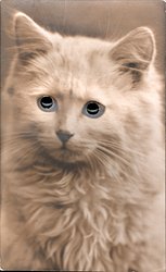 cat looking slightly left