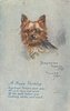 Image 9 - YORKSHIRE TERRIER (TOY)