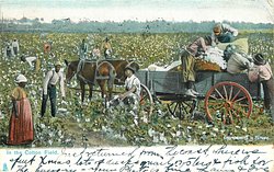 IN THE COTTON FIELD