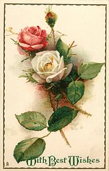 one white & one red rose, one bud
