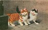 Image 1 - two cats walk round a corner side by side, one ginger & white, one black & white