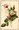 Image 1 - one white & four pink roses