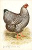 Image 1 - SILVER WYANDOTTE HEN
