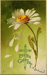 MARGUERITES 5 petals fall