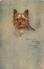 Image 2 - YORKSHIRE TERRIER (TOY)