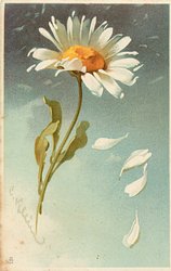 MARGUERITES 4 petals fall