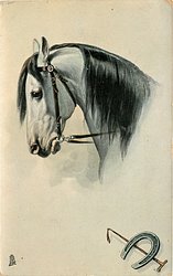 head of grey horse, looking left, crop and horseshoe below