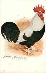 SILVER GREY DORKING COCK