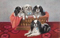 JAPANESE SPANIELS