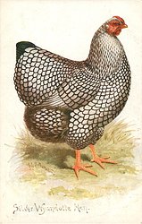 SILVER WYANDOTTE HEN