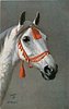 Image 1 - white horse with red embroidered bridle