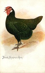 BLACK MINORCA HEN