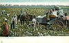 Image 3 - IN THE COTTON FIELD