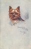 Image 1 - YORKSHIRE TERRIER (TOY)