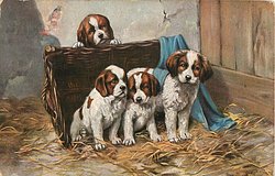 ST. BERNARD PUPS